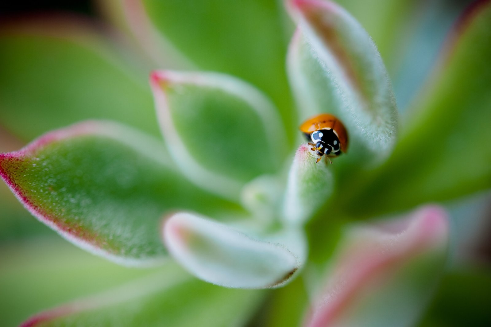 Echeveria Firecracker3_wb25